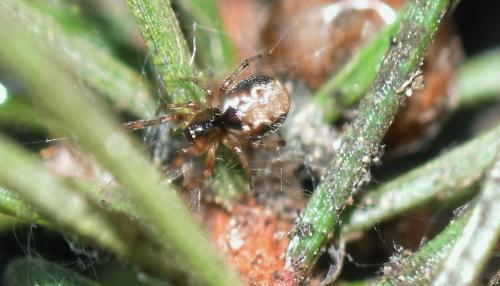 Anelosimus vittatus